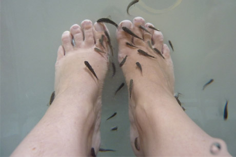 Fish spa